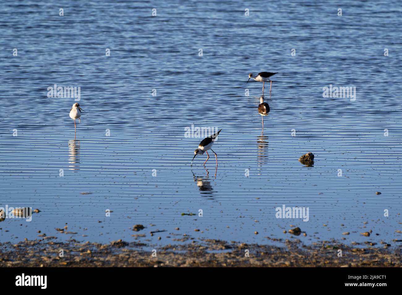 In den untiefen Küstenabstelzen befinden sich juvenile Stelzen, Watvögel Stockfoto