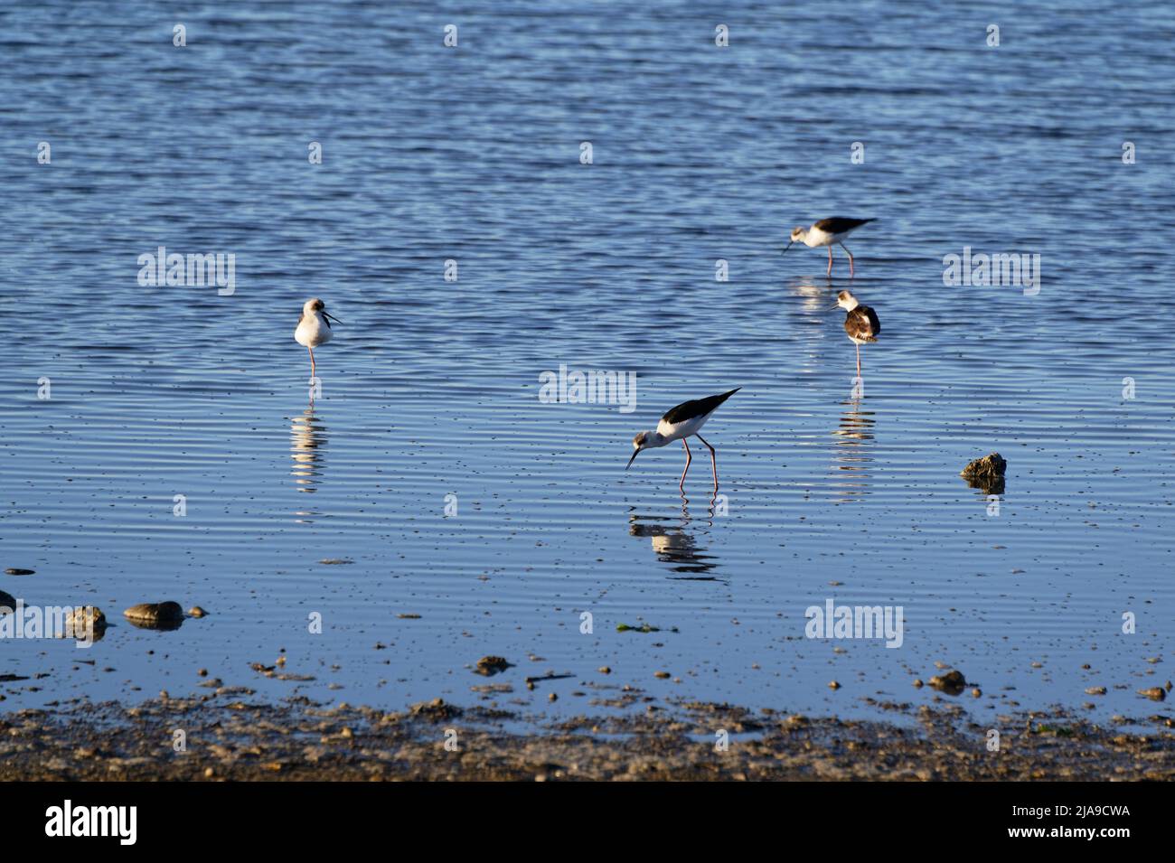 Junge Stelzenläufer ernähren sich und ruhen in den untiefen Küstengebieten Stockfoto