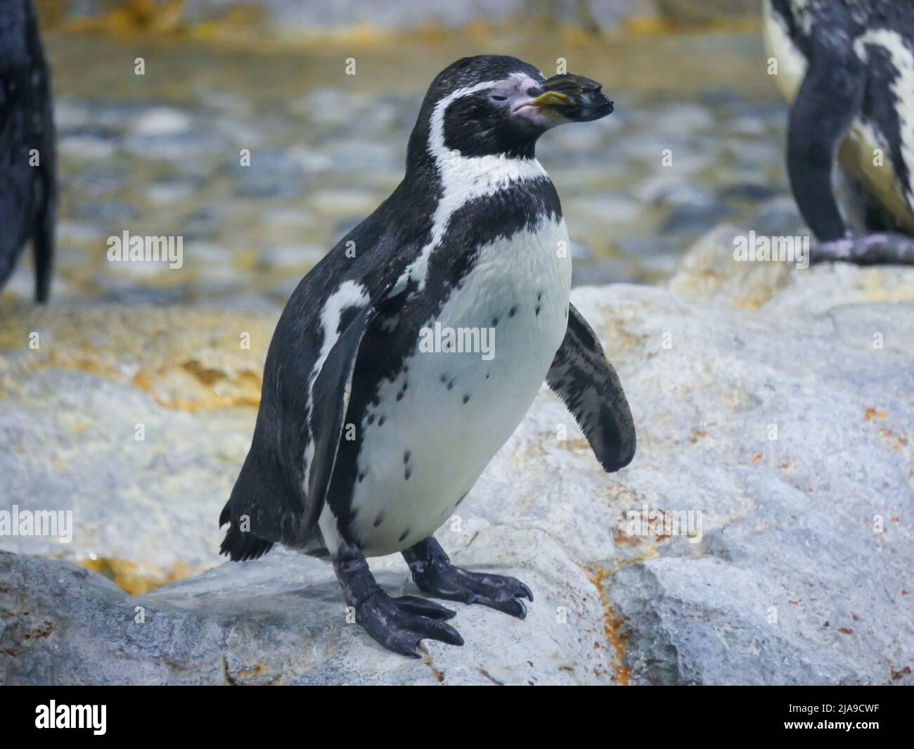 Ist Der Pinguin Ein Säugetier www.alamy.de