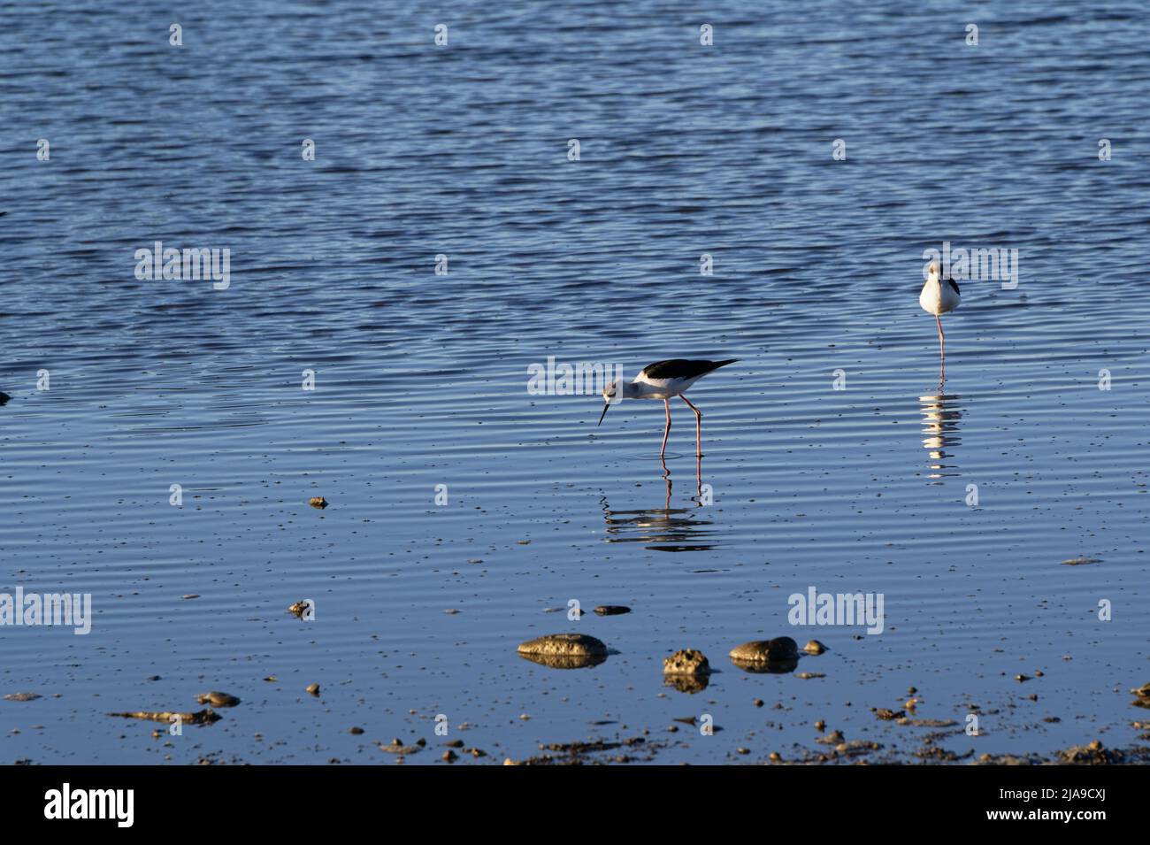 In den untiefen Küstenabstelzen befinden sich juvenile Stelzen, Watvögel Stockfoto