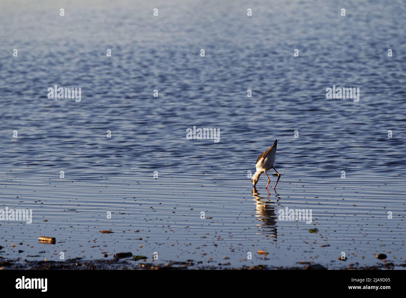 Auf der Suche nach Nahrung in den Untiefen der Küste hat ein junger Pied noch seinen Schnabel im Wasser, seine Beine sind gebogen. Stockfoto