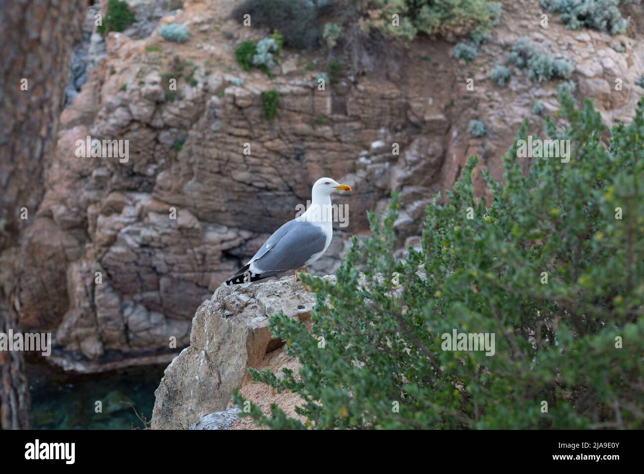 Möwe für Erwachsene, die ganz in der Nähe einer Klippe im Mittelmeer ruht. Stockfoto