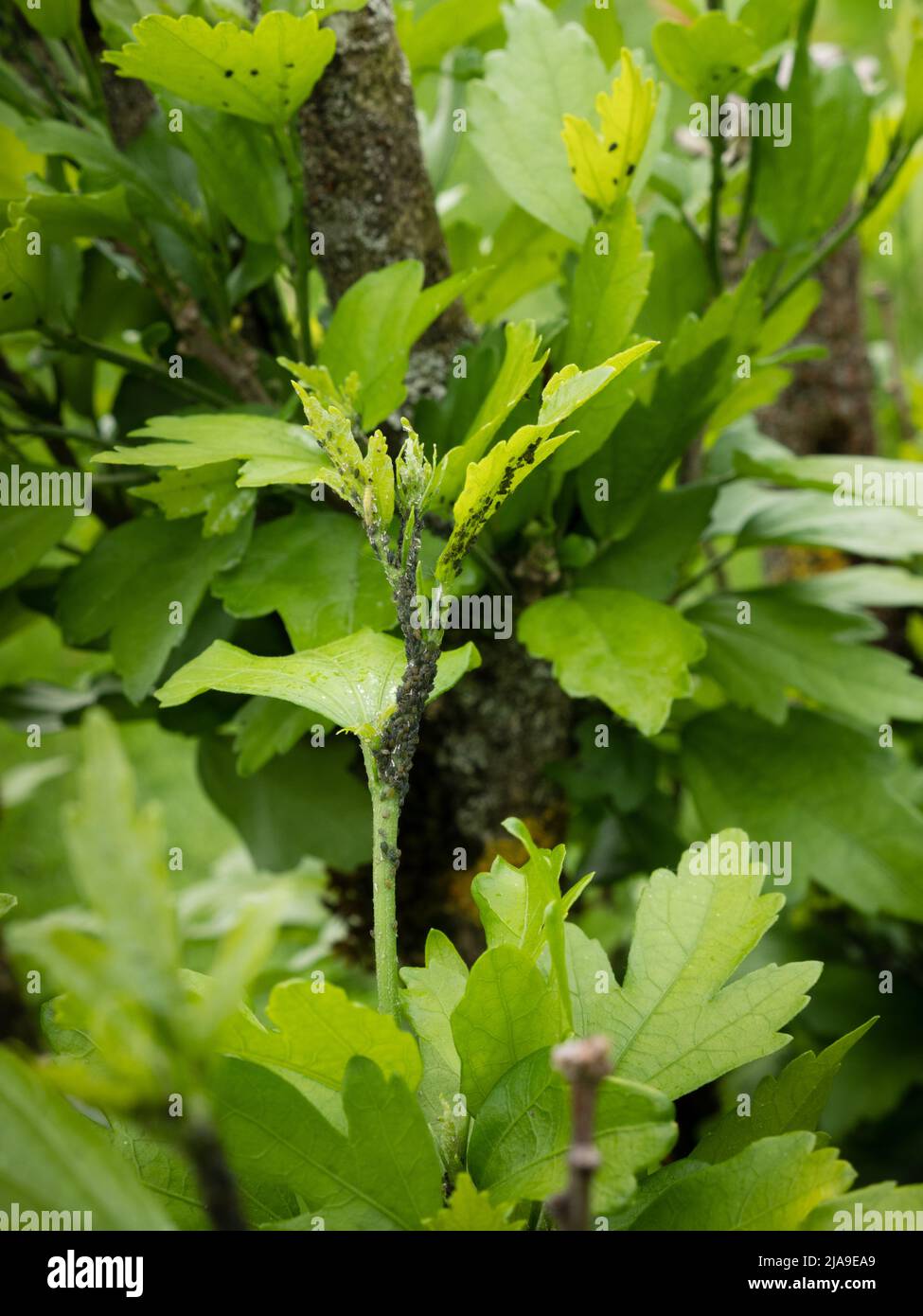 Dichte Kolonie schwarzer Blattläuse, die auf Hibiskus gefunden wurde. Stockfoto