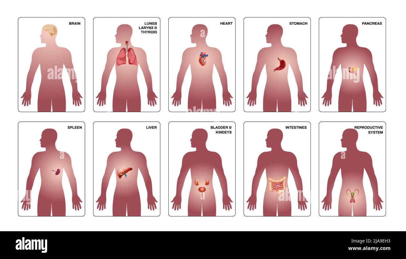 Innere menschliche Organe vertikale Zusammensetzung mit Herz Magen Gehirn Bauchspeicheldrüse und andere Organe in menschlichen Körper Vektor-Illustration gesetzt Stock Vektor