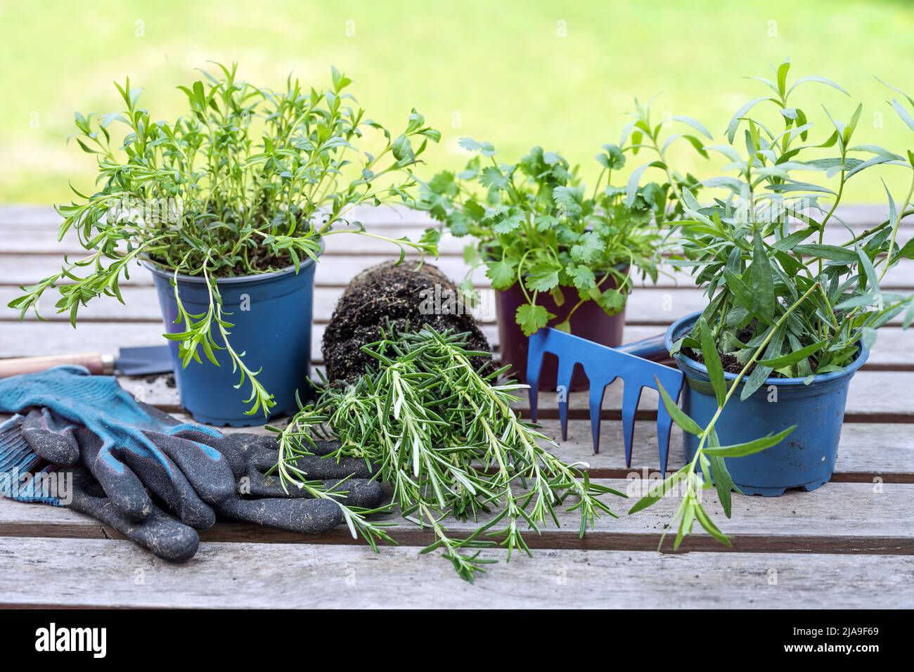 Topfkräuter für die Pflanzung im Garten vorbereitet, blauer Rechen und Gartenhandschuhe auf einem grauen Holztisch im Freien, Kopierraum, ausgewählter Fokus, schmale de Stockfoto