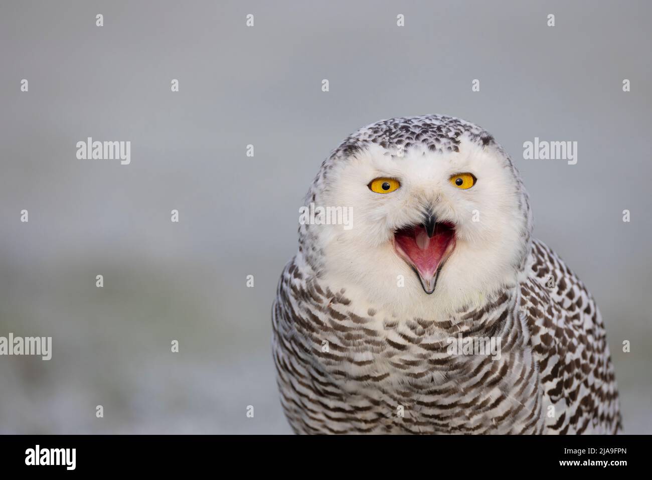 Nahaufnahme der Schneeeule Stockfoto