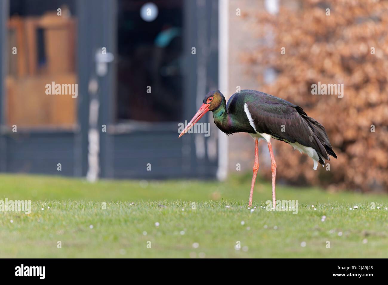 Ein wilder, erwachsener Schwarzstorch (Ciconia nigra), der in einem Garten in den Niederlanden auf Nahrungssuche ist. Stockfoto