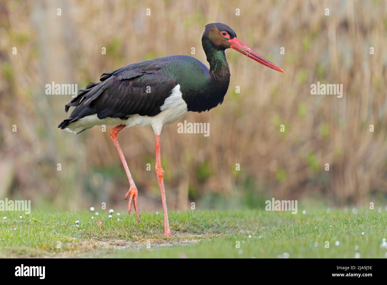 Ein wilder, erwachsener Schwarzstorch (Ciconia nigra), der in einem Garten in den Niederlanden auf Nahrungssuche ist. Stockfoto