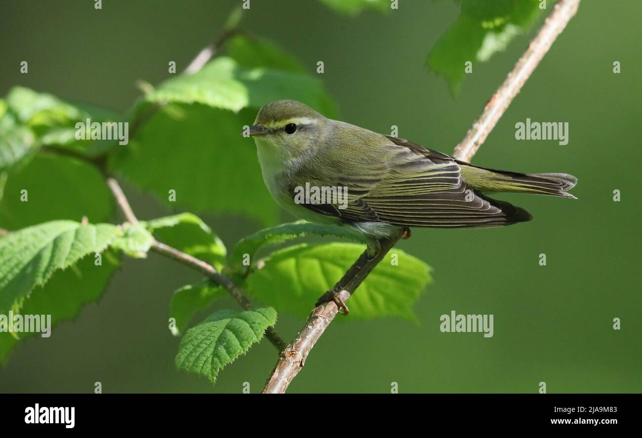 Waldsänger, Phylloscopus sibilatrix, sitzt im Haselbaum Stockfoto