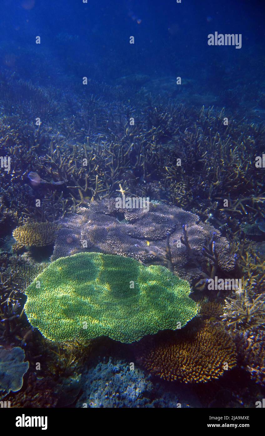 Gesunde Acropora-Korallen verschiedener Arten unter Wasser auf Kent Island, Barnard Islands Group, Queensland, Australien Stockfoto