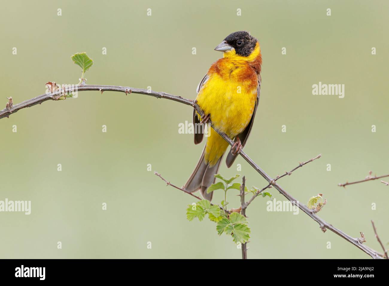 Black-headed Bunting, Vasilika, Lesvos, Griechenland, Mai 2022 Stockfoto