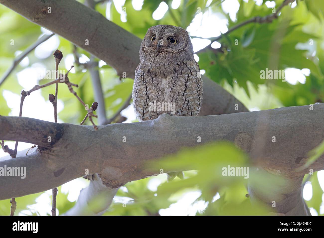 Eurasian Scops-Owl, Lesvos, Griechenland, April 2022 Stockfoto