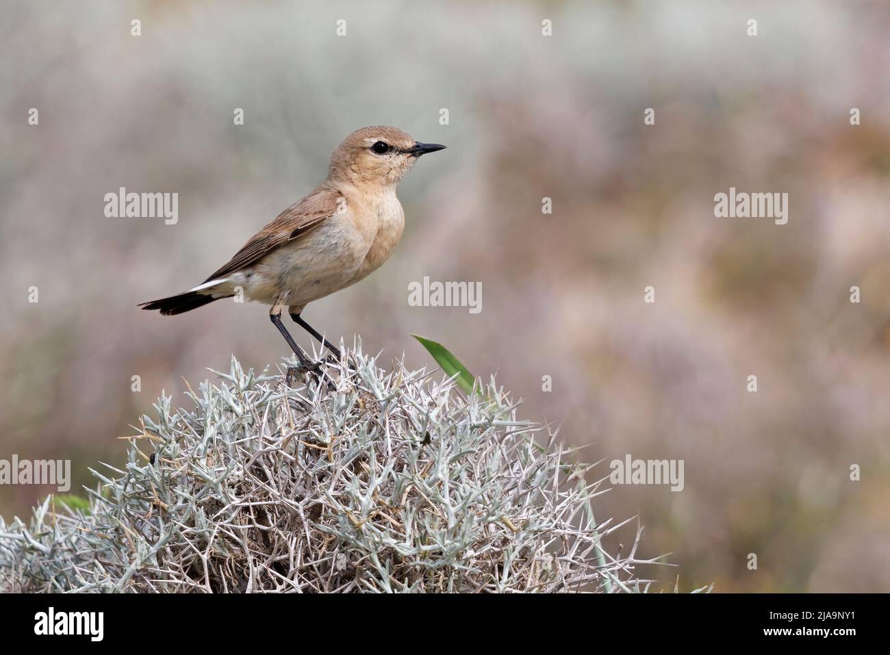 Isabelline Wheatear, Straße zum Kloster Ispsilou, Lesvos, Griechenland, Mai 2022 Stockfoto