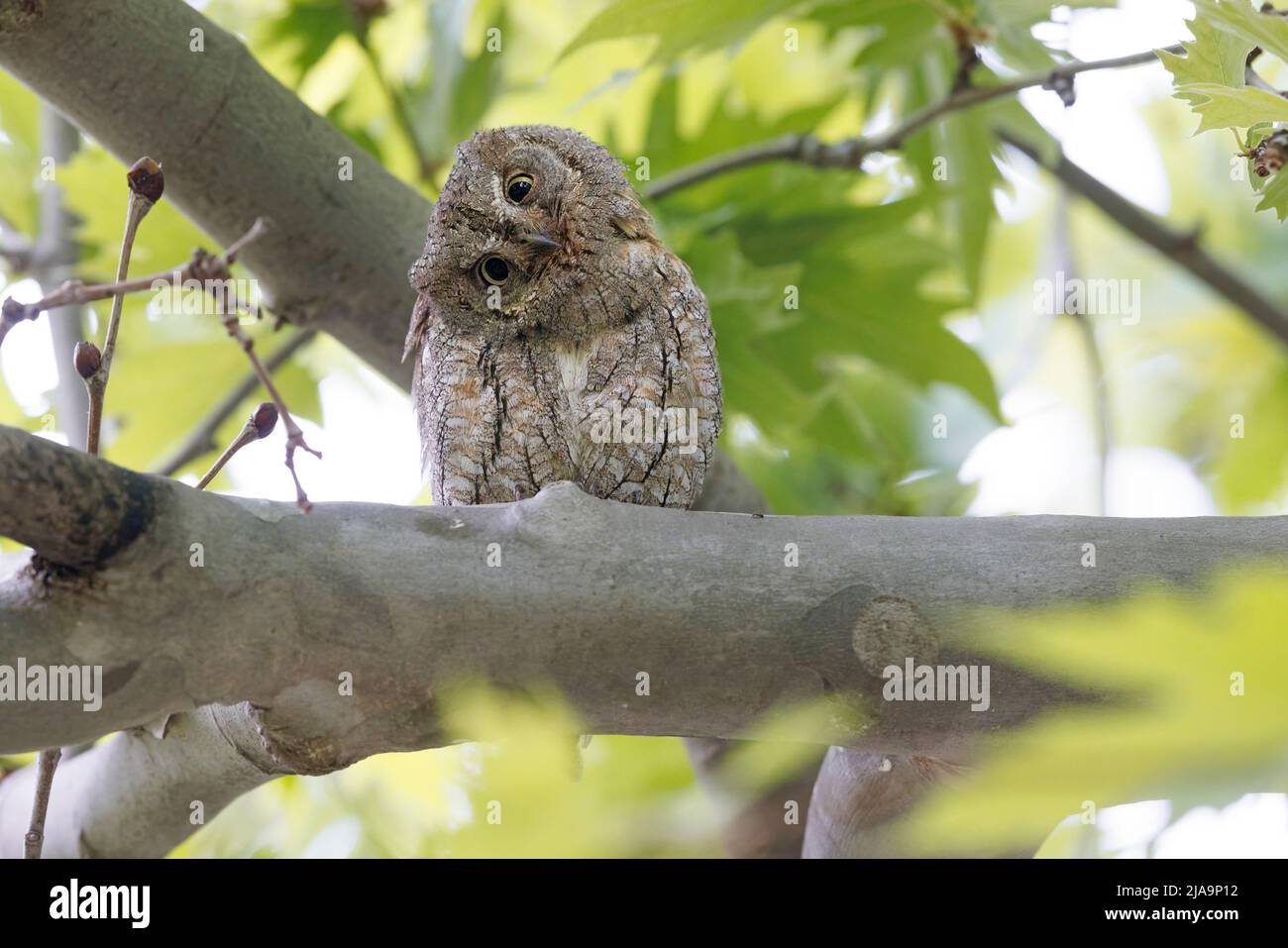 Eurasian Scops-Owl, Lesvos, Griechenland, April 2022 Stockfoto