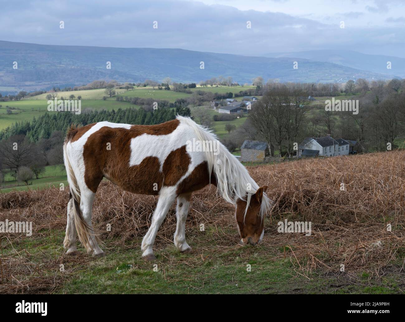 Pferd am Sugar Loaf Mountain, Wales, Großbritannien. Stockfoto