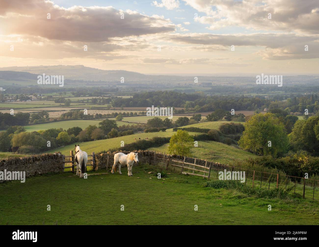 Pferde bei Lower Coscombe, Cotswolds, Gloucestershire, England Stockfoto