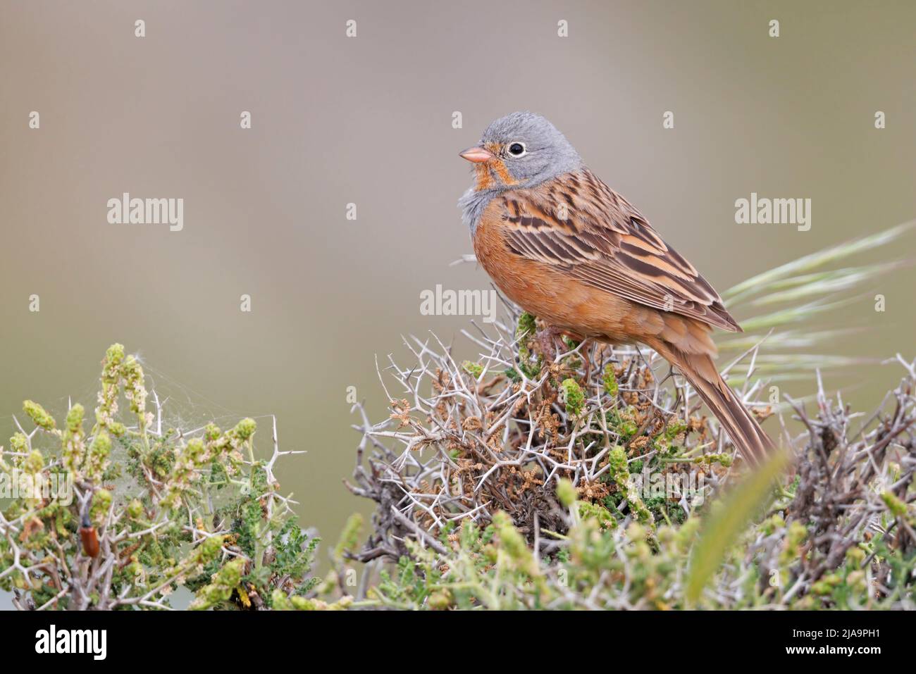 Cretzschmars Bunting Stockfoto