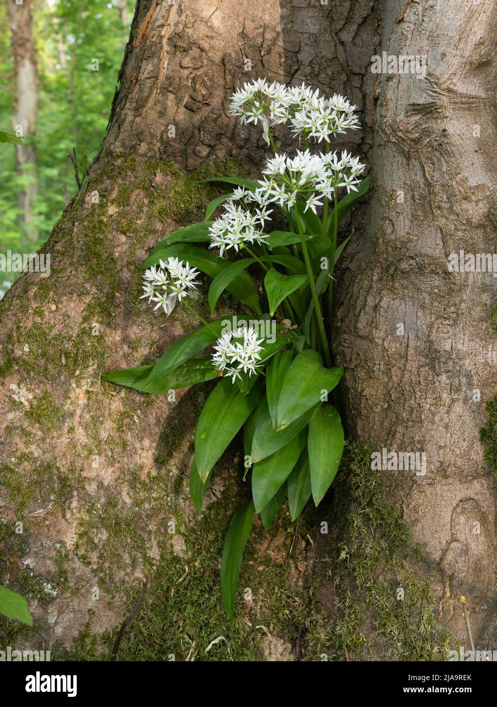 Wilder Knoblauch oder Ramsons (Allium ursinum), der in einem Nord-Cotswold-Holz, England, wächst. Stockfoto