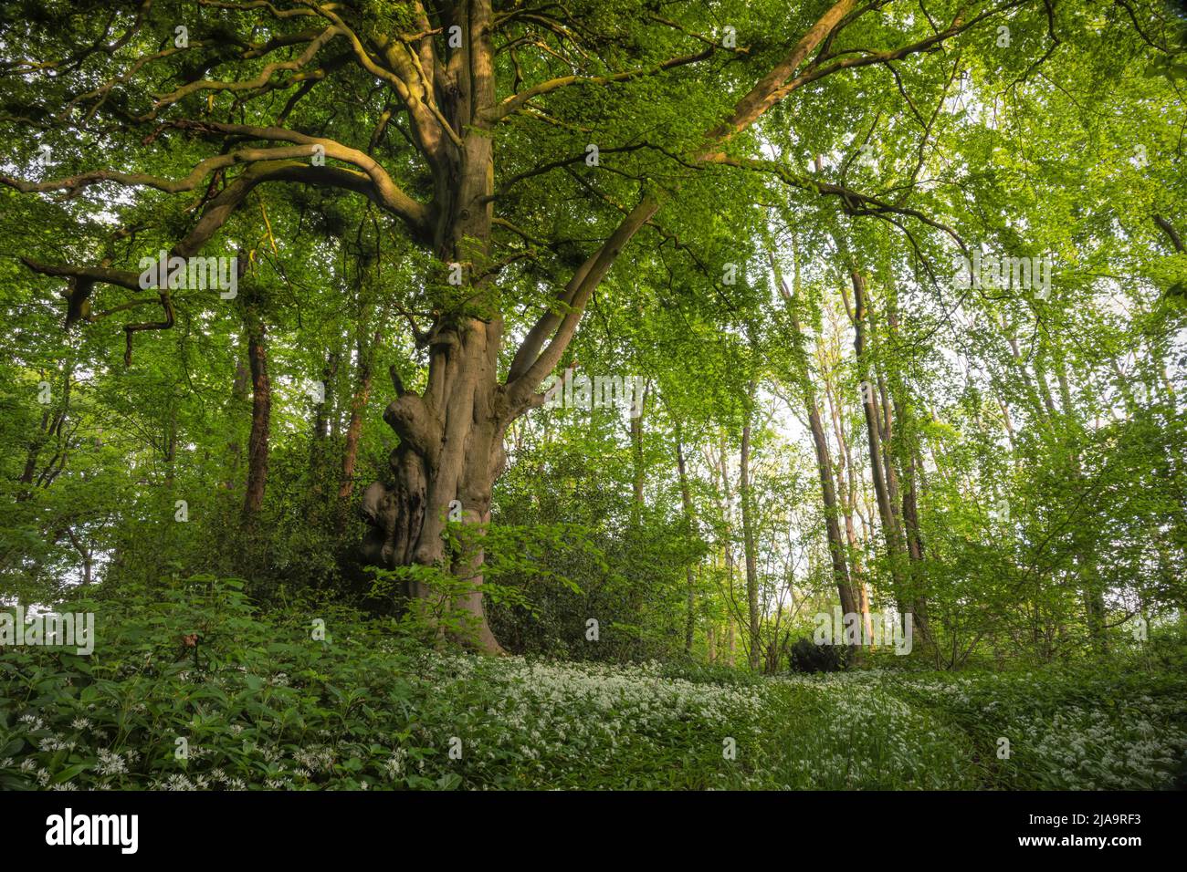 Wilder Knoblauch oder Ramsons (Allium ursinum), der in einem Nord-Cotswold-Holz, England, wächst. Stockfoto