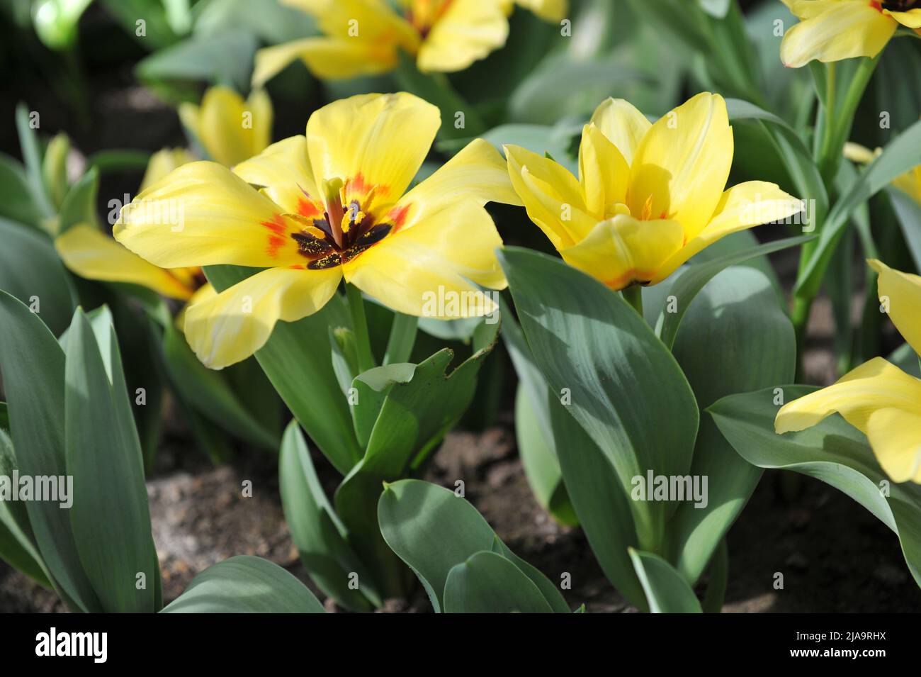 Gelbe Fosteriana Tulpen (Tulipa) Natura Artis Magistra blüht im April in einem Garten Stockfoto