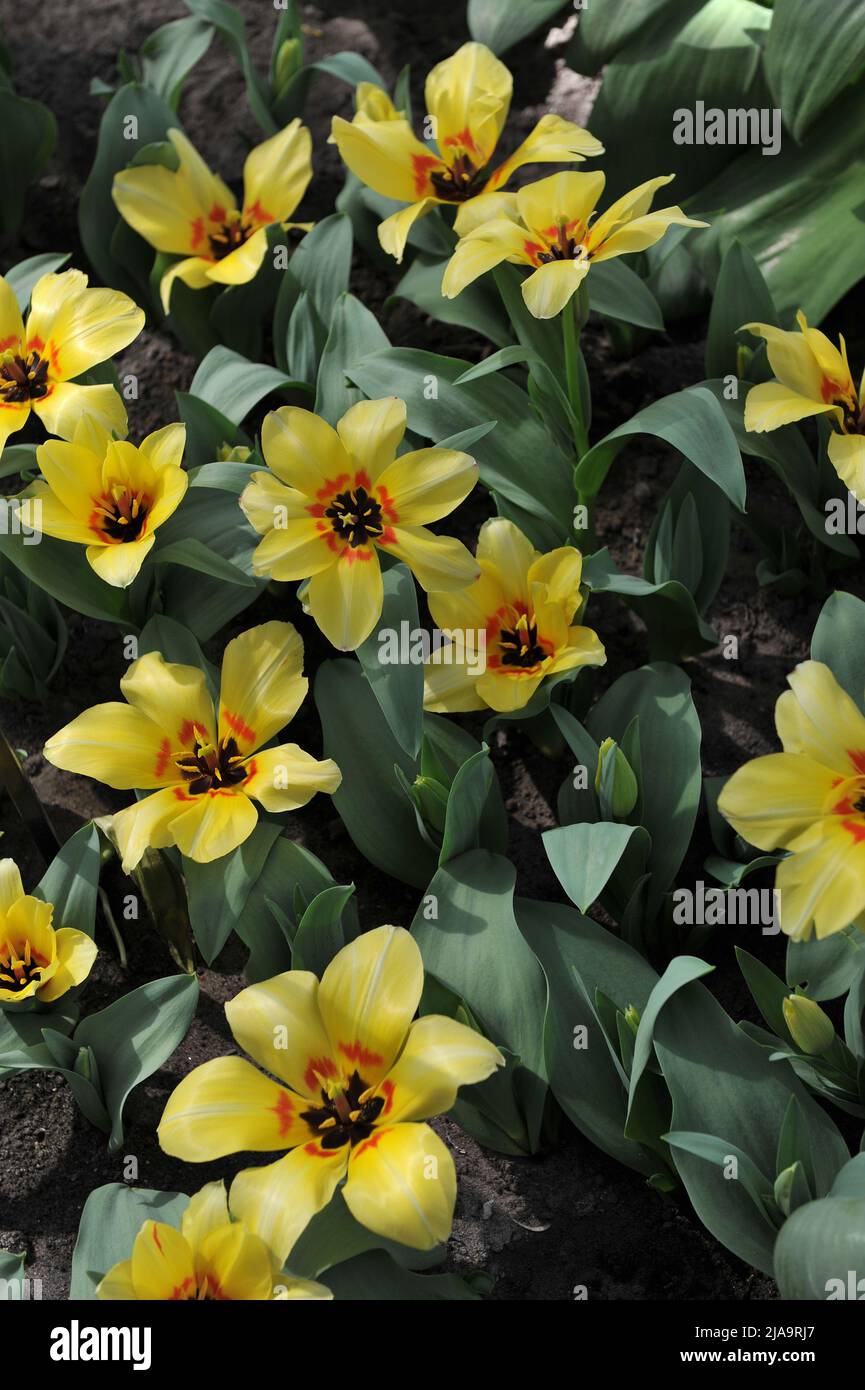 Gelbe Fosteriana Tulpen (Tulipa) Natura Artis Magistra blüht im April in einem Garten Stockfoto