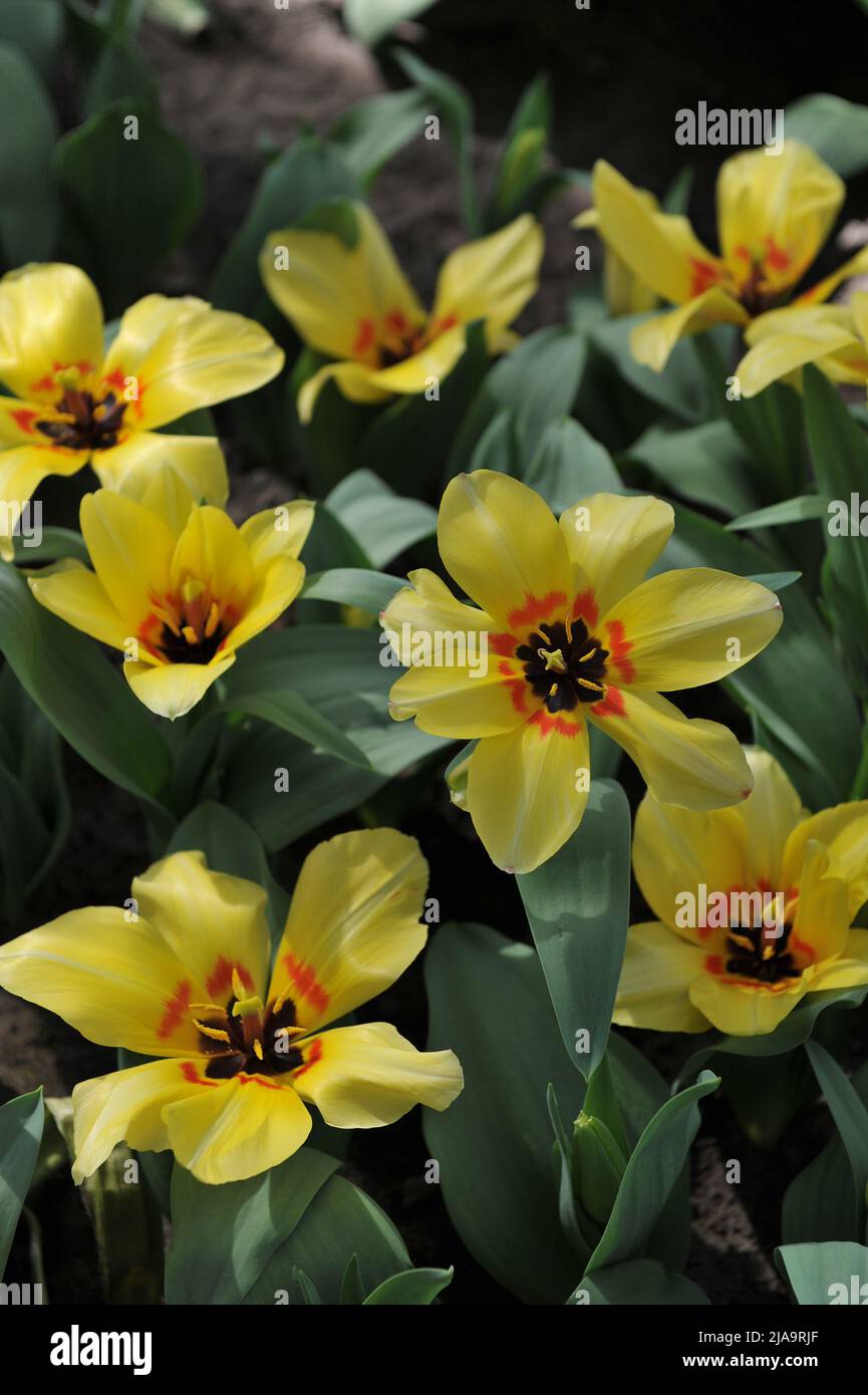 Gelbe Fosteriana Tulpen (Tulipa) Natura Artis Magistra blüht im April in einem Garten Stockfoto