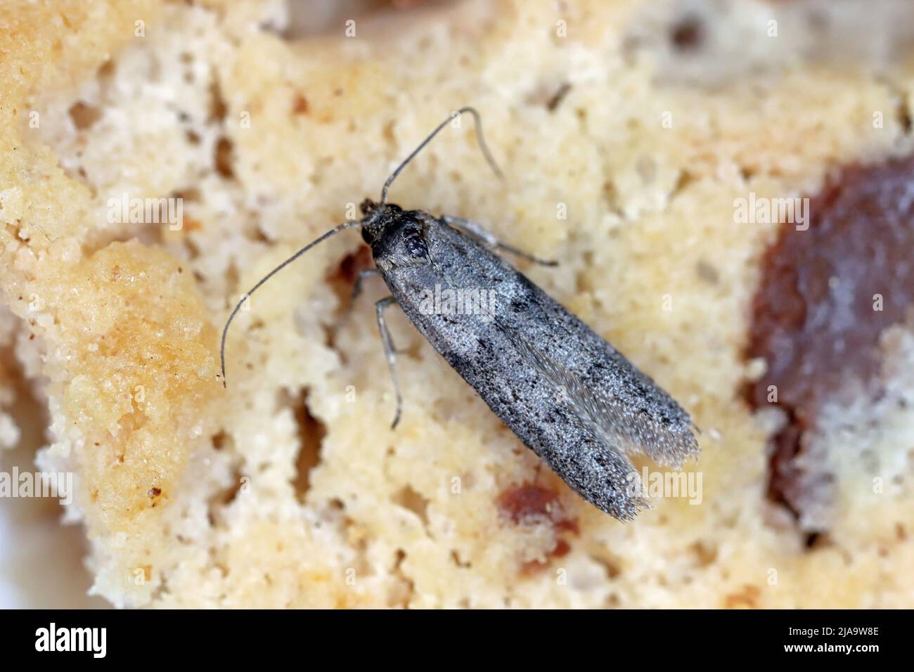 Die Mandel-Motte oder tropische Lagermotte Cadra cautella Pyralidae. Es handelt sich um einen Schädling mit gelagerten Produkten. Ausgewachsenes Insekt (Motte) - starke Vergrößerung. Stockfoto