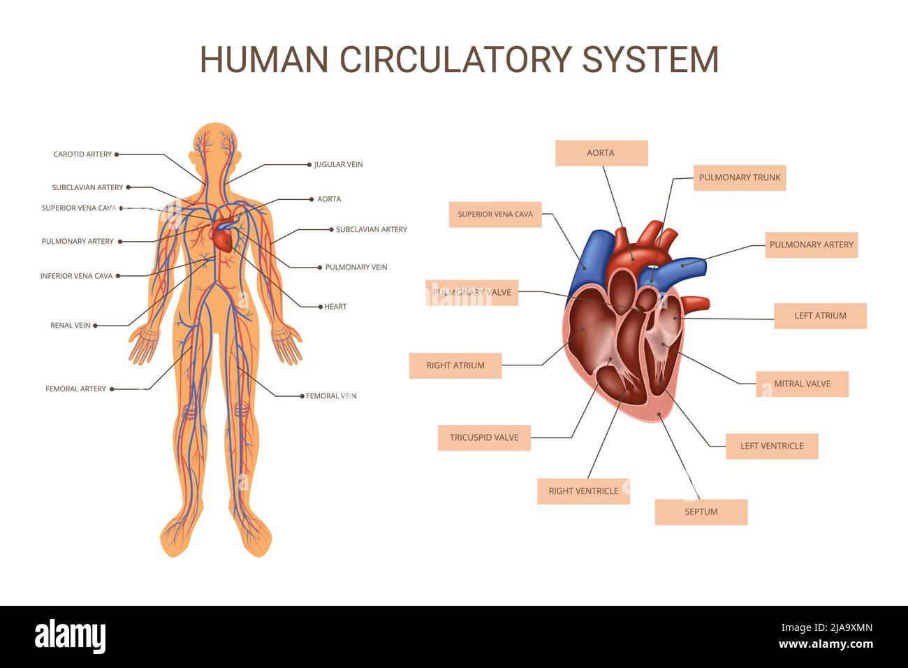 Organsysteme des menschlichen Körpers farbige Infografik mit Beschreibungen des Kreislaufsystems des menschlichen Körpers und der Anatomie des Herzvektors Stock Vektor