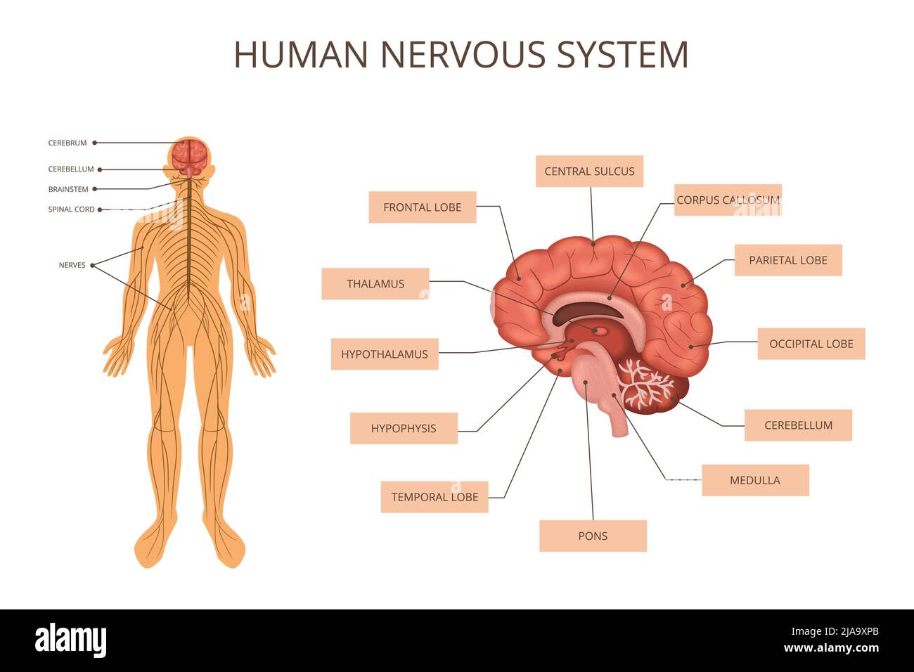 Infografik zu Organsystemen des menschlichen Körpers mit Beschreibung des Nervensystems des menschlichen Körpers und Beschreibung dessen, was sich in der Vektordarstellung des Gehirns befindet Stock Vektor