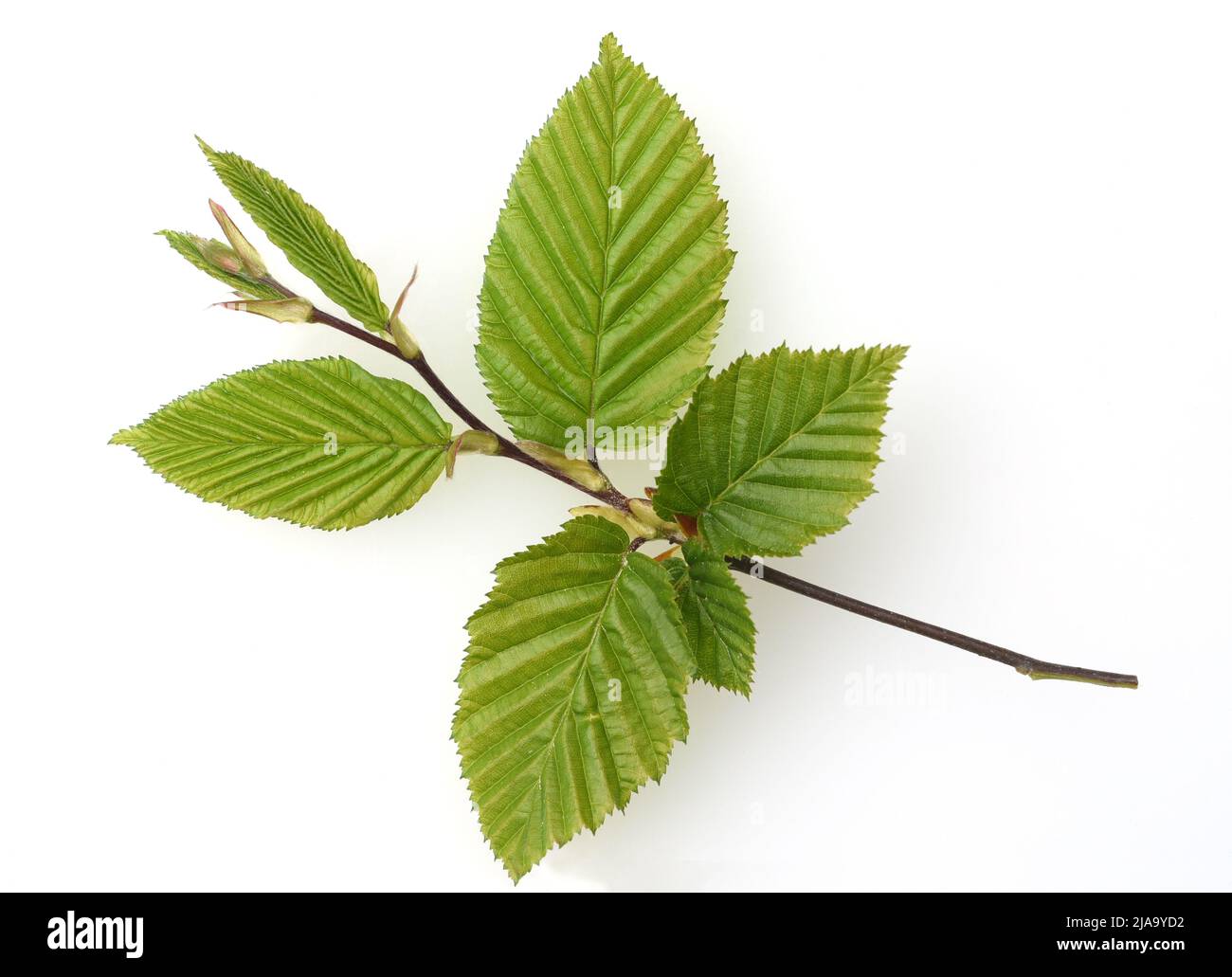 Hainbuche, Carpinus, betulus, ist ein Laubbaum der oft in unseren Waeldern vorkommt. You is a maechtiger Baum and sein Holz is a improve Stockfoto