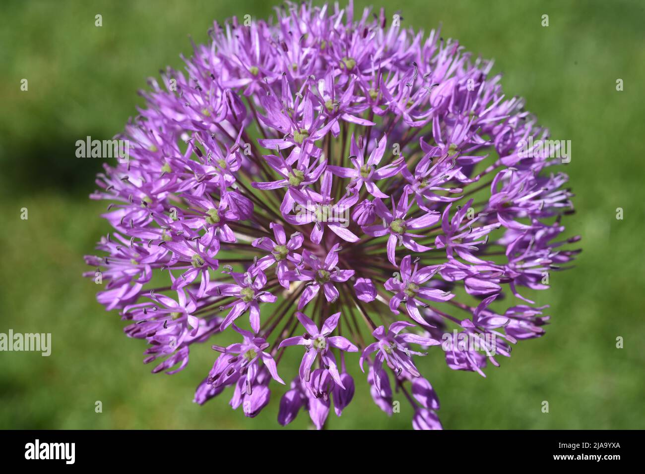 Zierlauch, Riesenlauch, Allium Giganteum ist eine wunderschoene Zierpflanze im Garten und hat lila Blueten. Zierpflanzen Lily, riesige Lily, Allium Gigant Stockfoto