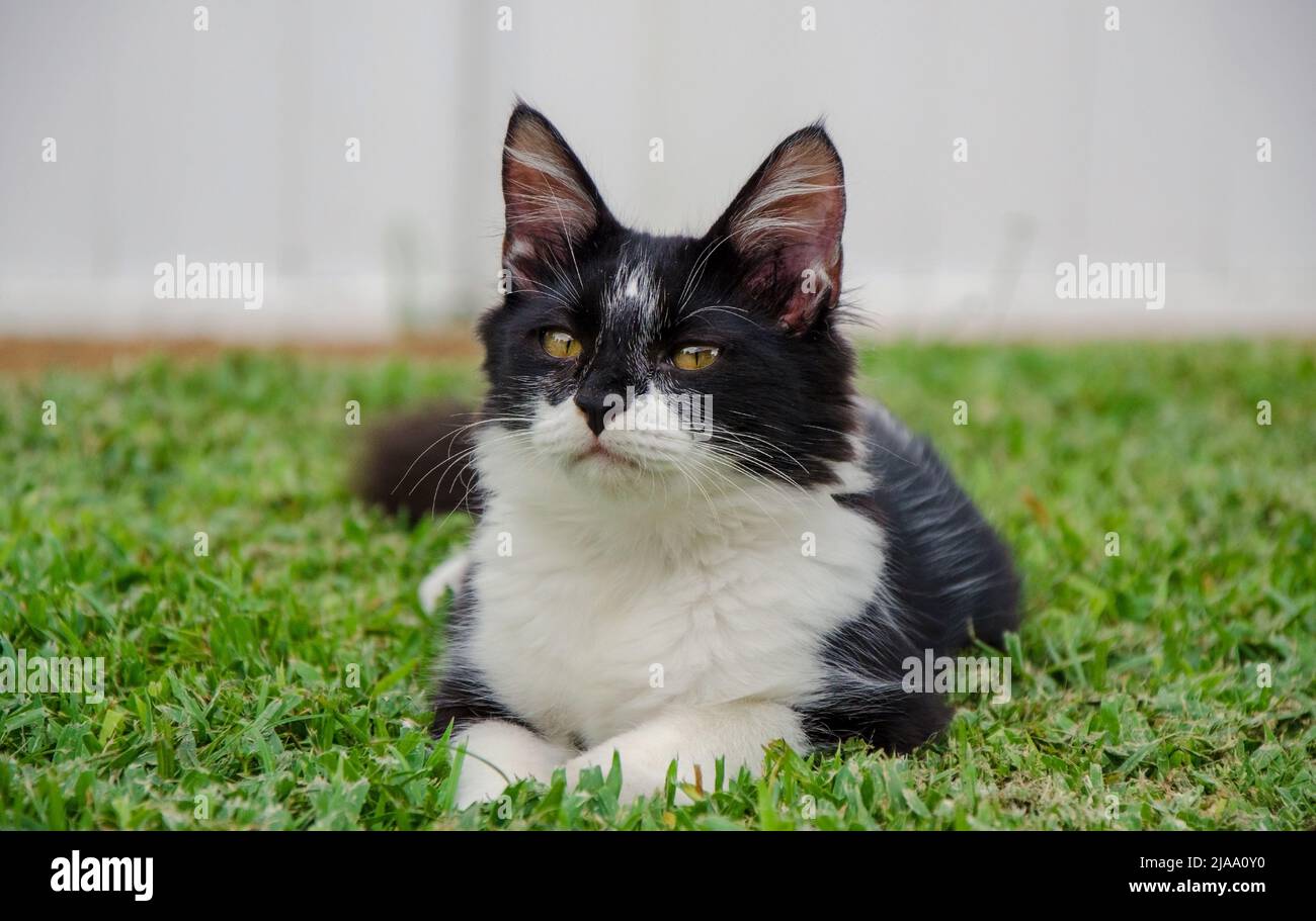 Schwarz-Weiß-Kätzchen / kleine Katze im Gras liegen, Outdoor, Tag, Augenhöhe, verschwommener Hintergrund Stockfoto