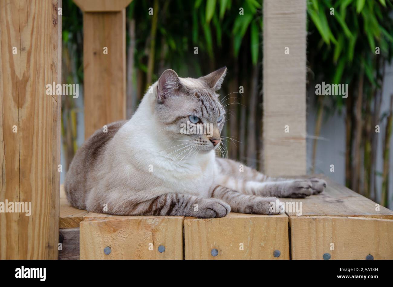 Mollige Katze, siam mit blauen Augen, außen, auf Holzplattform liegend, Bambus im Hintergrund, Tag, Augenhöhe Stockfoto