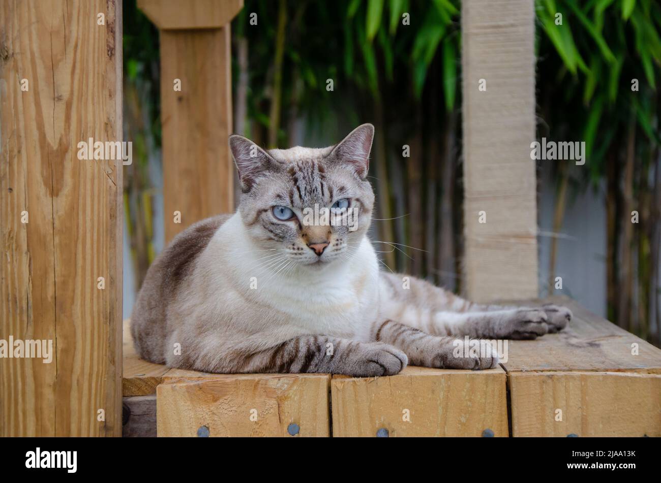 Mollige Katze, siam mit blauen Augen, außen, auf Holzplattform liegend, Bambus im Hintergrund, Tag, Augenhöhe Stockfoto