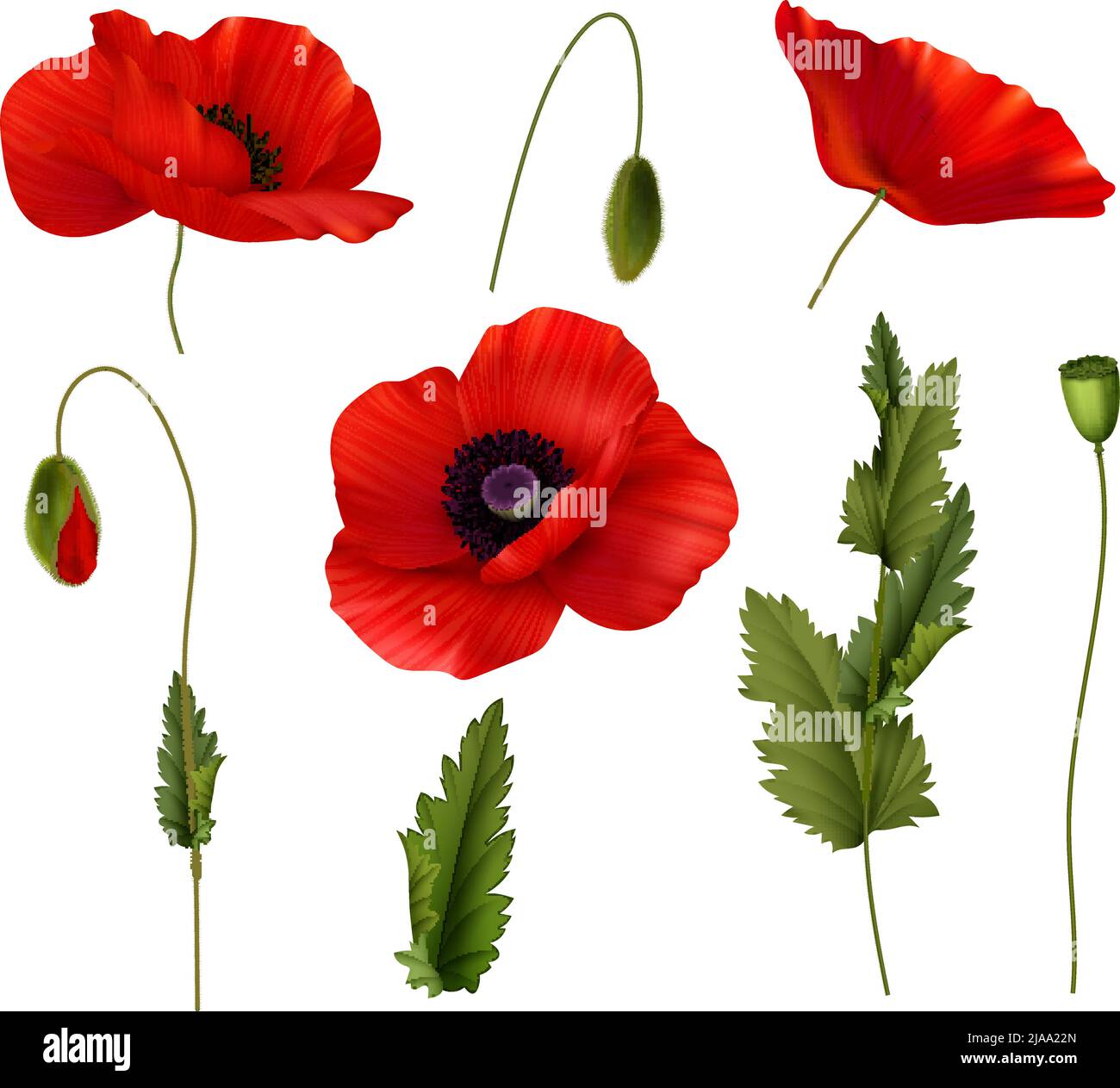 Rote Blüte Mohnblumen mit Knospen und Blätter realistisch gesetzt isoliert auf weißem Hintergrund Vektor-Illustration Stock Vektor