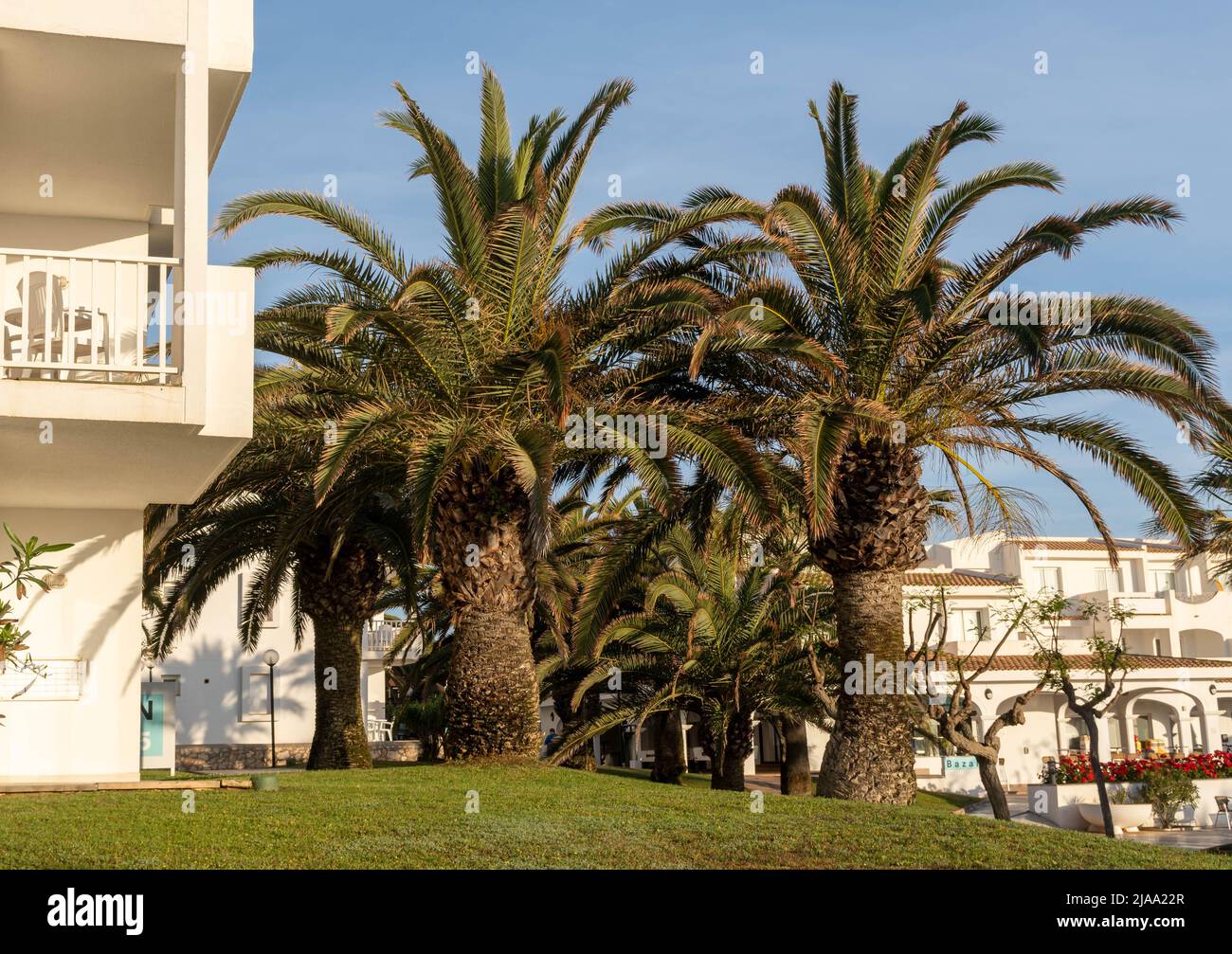 Palmen vor einem Haus, sonniger Tag Stockfoto