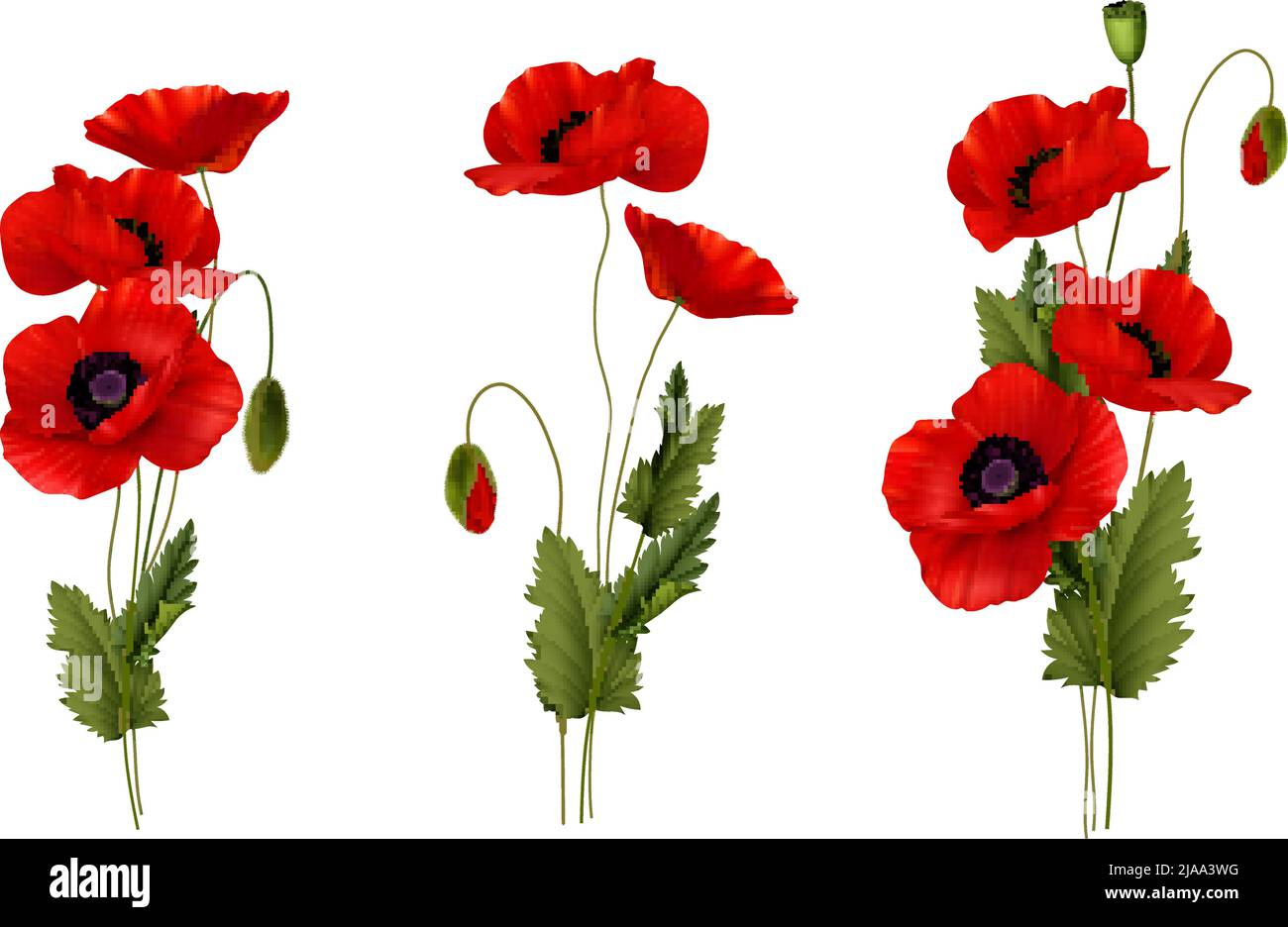 Rote Mohnblumen Frühling Blumen Blumenstrauß realistisch gesetzt isoliert auf weißem Hintergrund Vektor-Illustration Stock Vektor