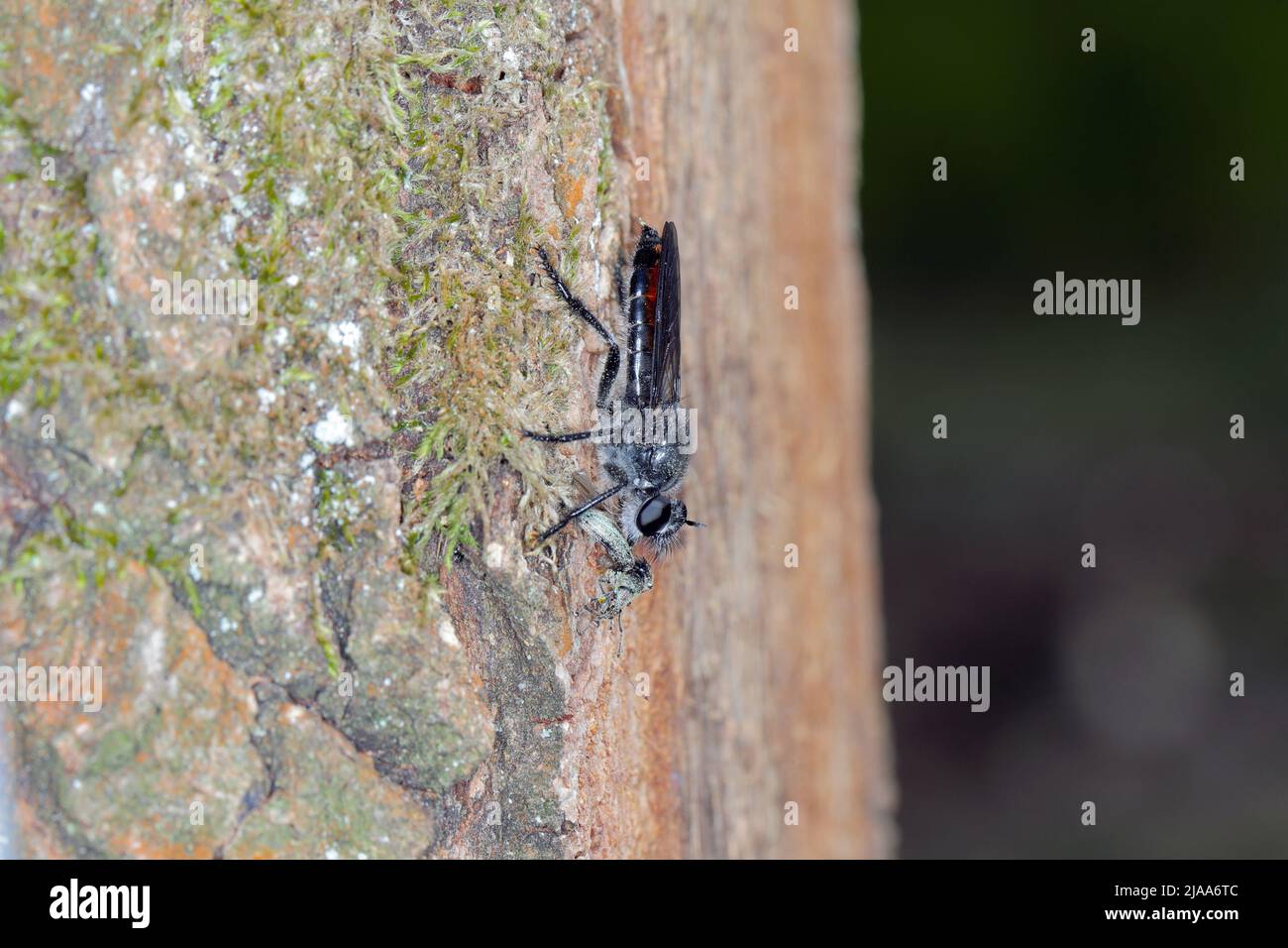 Robberfly (Asilidae), die einen gejagten, kleinen Käfer fressen. Stockfoto