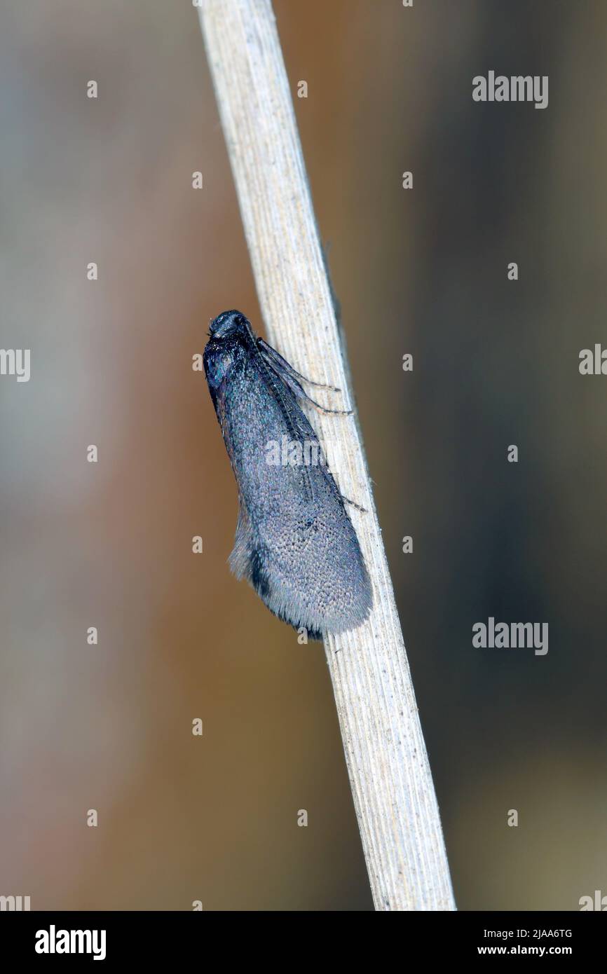 Eine schwarze Motte auf trockenem Gras. Stockfoto