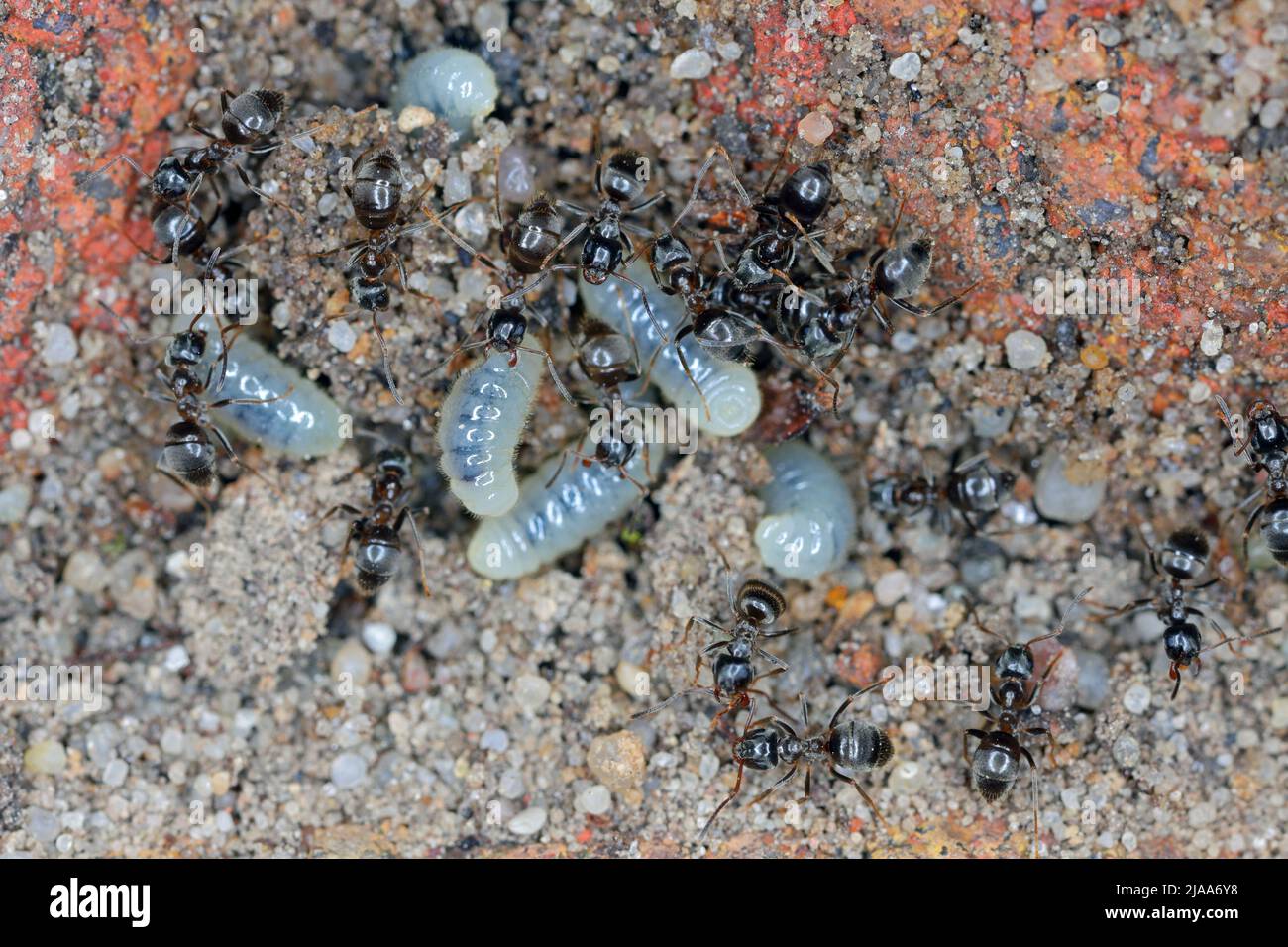 Ameisen mit larve Fotos und Bildmaterial in hoher Auflösung Alamy