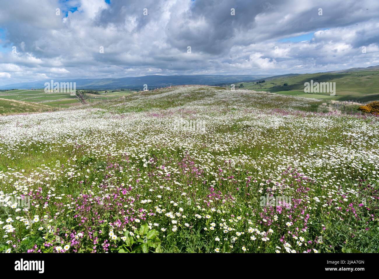 Kirkby Stephen, Cumbria, Großbritannien. 28.. Mai 2022. Wildblumenwiese mit Blick über das Eden Valley in Cumbria. Der Landwirt hat ein Grundstück mit Wildblumen zurückgelassen, nachdem Network Rail einige Reparaturen an der Eisenbahn zur Carlisle durchgeführt hatte, wobei die Felder für access.noW genutzt wurden, was Farbe und einen lebendigen Lebensraum für Insekten und Wildtiere bietet. Quelle: Wayne HUTCHINSON/Alamy Live News Stockfoto
