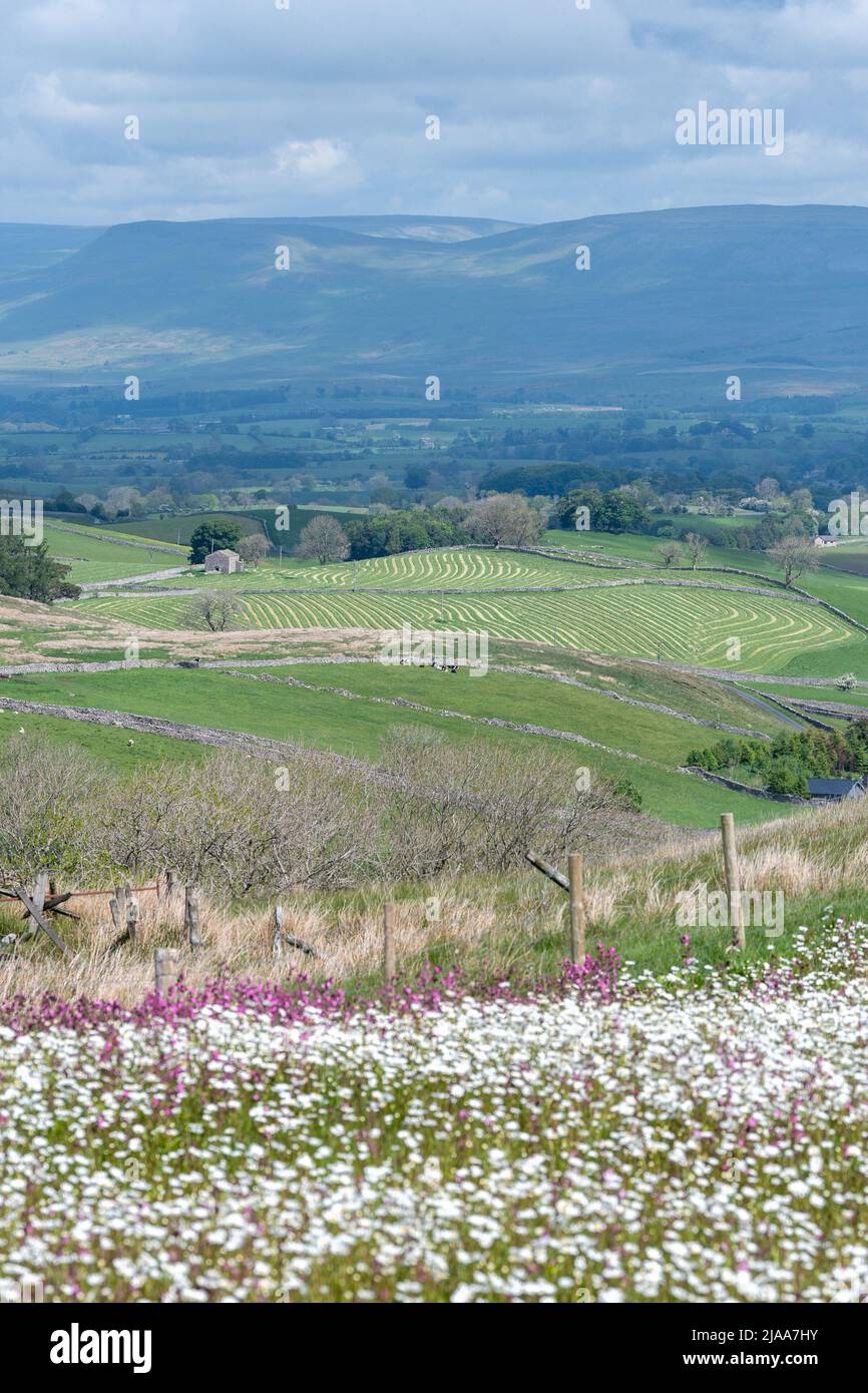 Kirkby Stephen, Cumbria, Großbritannien. 28.. Mai 2022. Wildblumenwiese mit Blick über das Eden Valley in Cumbria. Der Landwirt hat ein Grundstück mit Wildblumen zurückgelassen, nachdem Network Rail einige Reparaturen an der Eisenbahn zur Carlisle durchgeführt hatte, wobei die Felder für access.noW genutzt wurden, was Farbe und einen lebendigen Lebensraum für Insekten und Wildtiere bietet. Quelle: Wayne HUTCHINSON/Alamy Live News Stockfoto