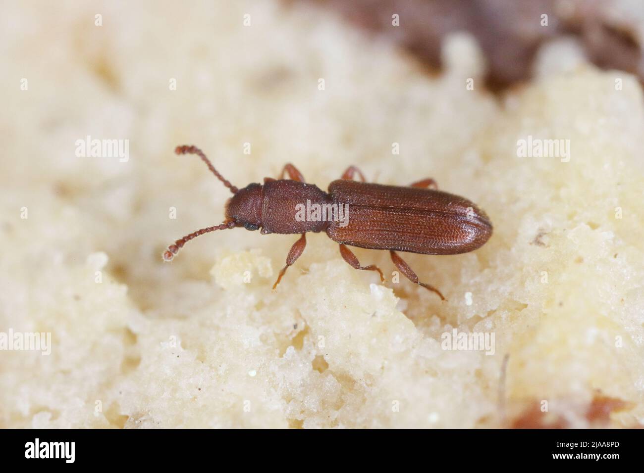 Silvanus unidentatus Silvanidae. Eine Schädlingsbekämpfung in Wohnungen und Lebensmittellagerbereichen. Stockfoto