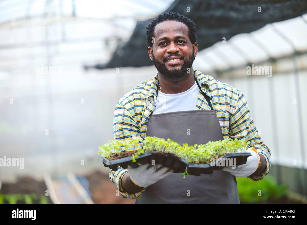 Schwarzer Arbeiter Landwirt Landwirtschaft arbeitet in Pflanzenkindergarten Gewächshaus glücklich lächelnd. Stockfoto