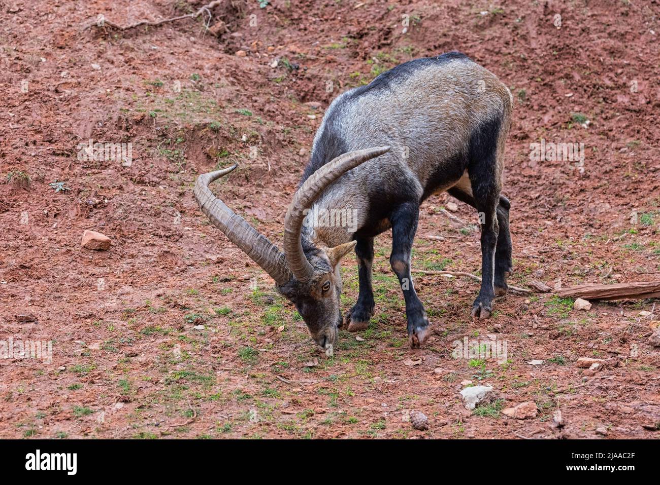 Iberischer Steinbock (Capra pyrenaica), auch bekannt als Cabra Hispanica, Cabra Montes, spanischer Steinbock, spanische Wildziege oder iberische Wildziege. Fotografiert Stockfoto