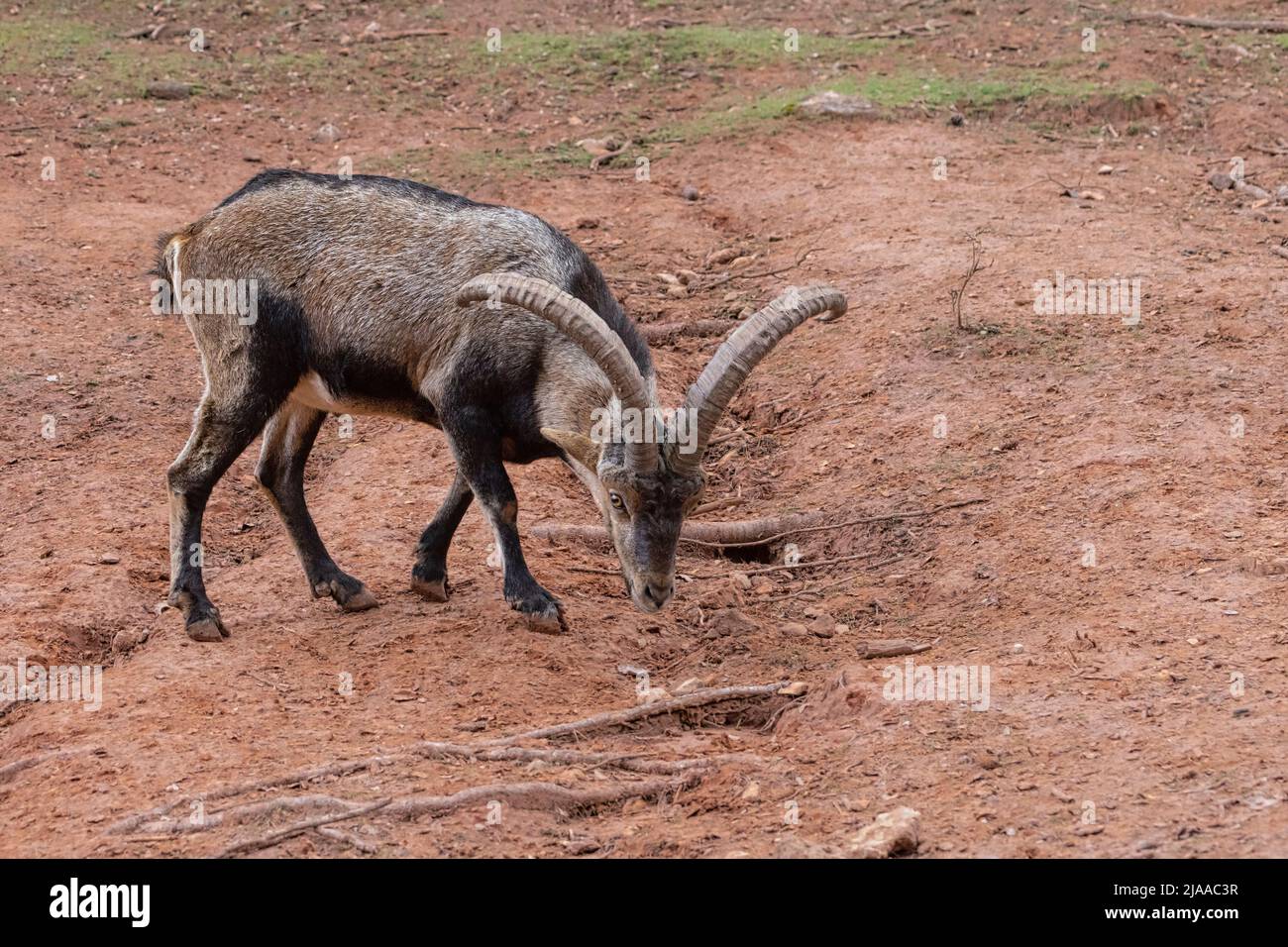 Iberischer Steinbock (Capra pyrenaica), auch bekannt als Cabra Hispanica, Cabra Montes, spanischer Steinbock, spanische Wildziege oder iberische Wildziege. Fotografiert Stockfoto