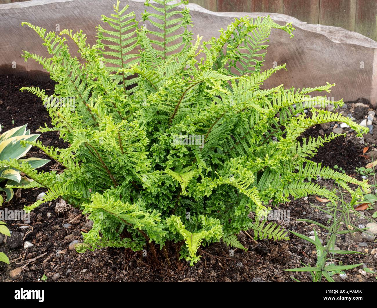 Der britische Farn Dryopteris filix Mas 'Cristata the King' wächst in einem Hochbett Stockfoto