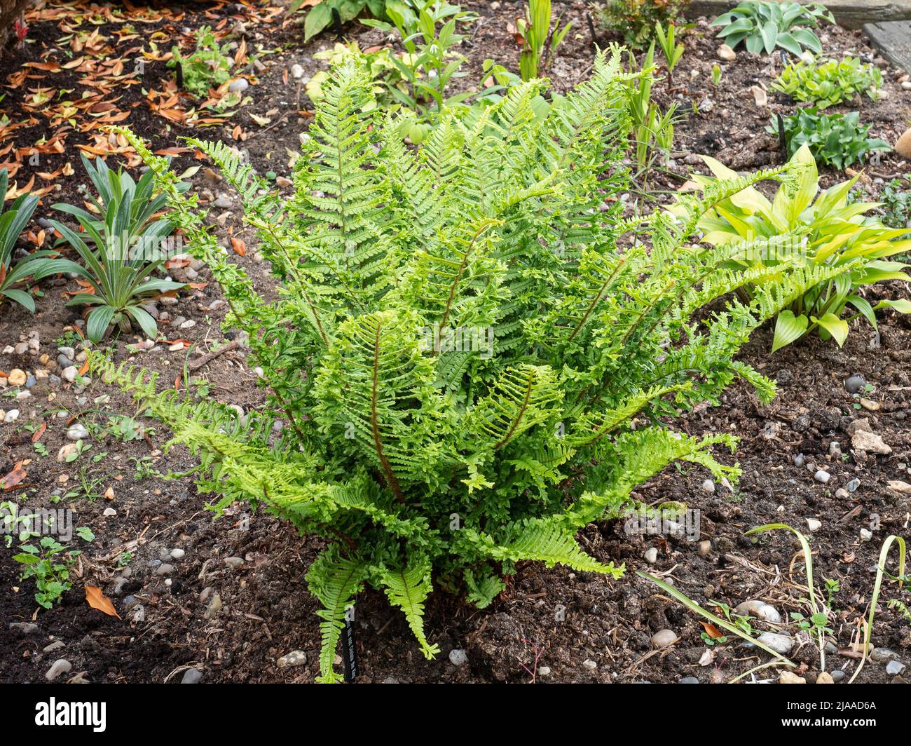 Der britische Farn Dryopteris filix Mas 'Cristata the King' wächst in einem Hochbett Stockfoto