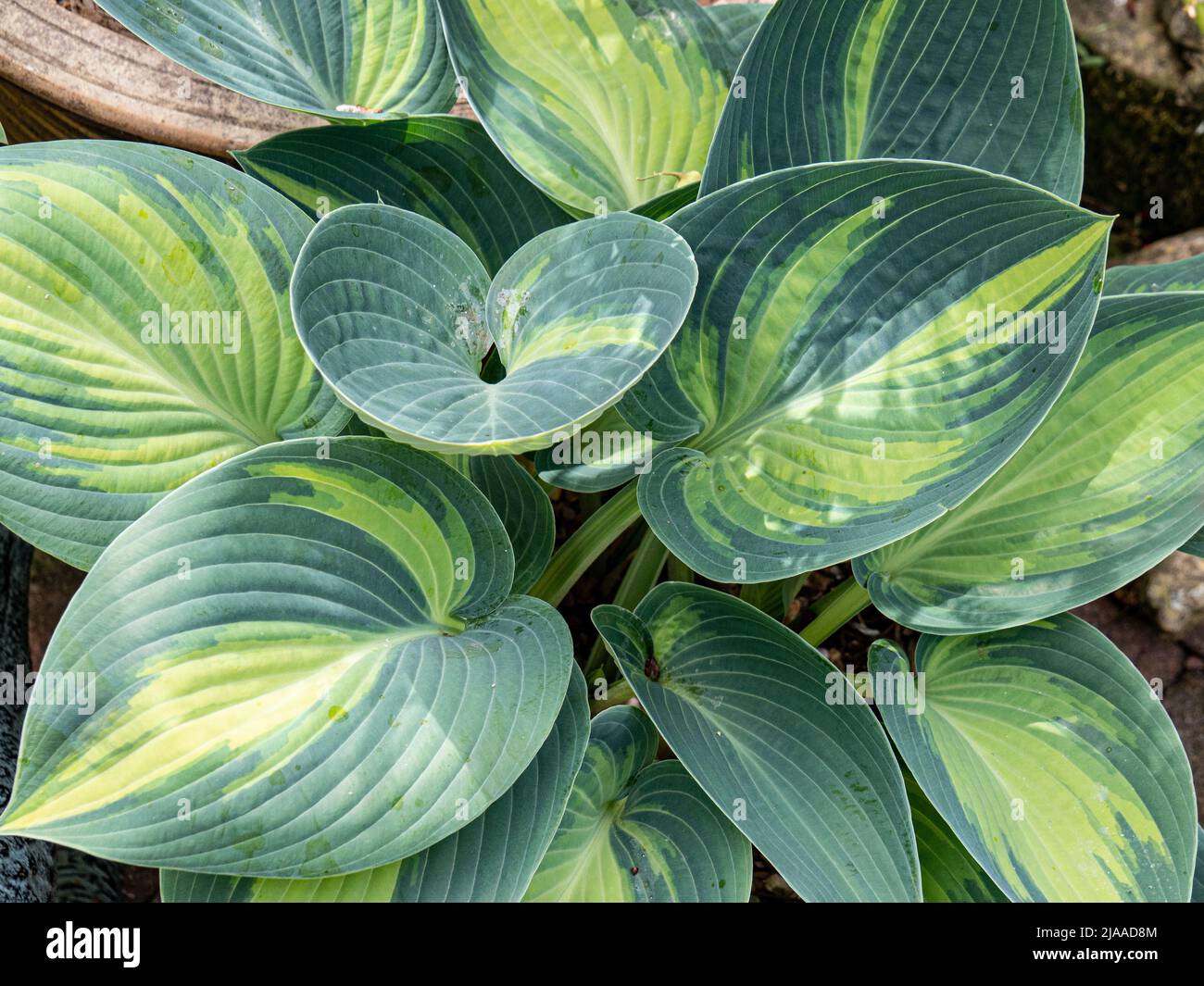 Die auffallenden grünen und hellgelben Blätter von Hosta June Stockfoto