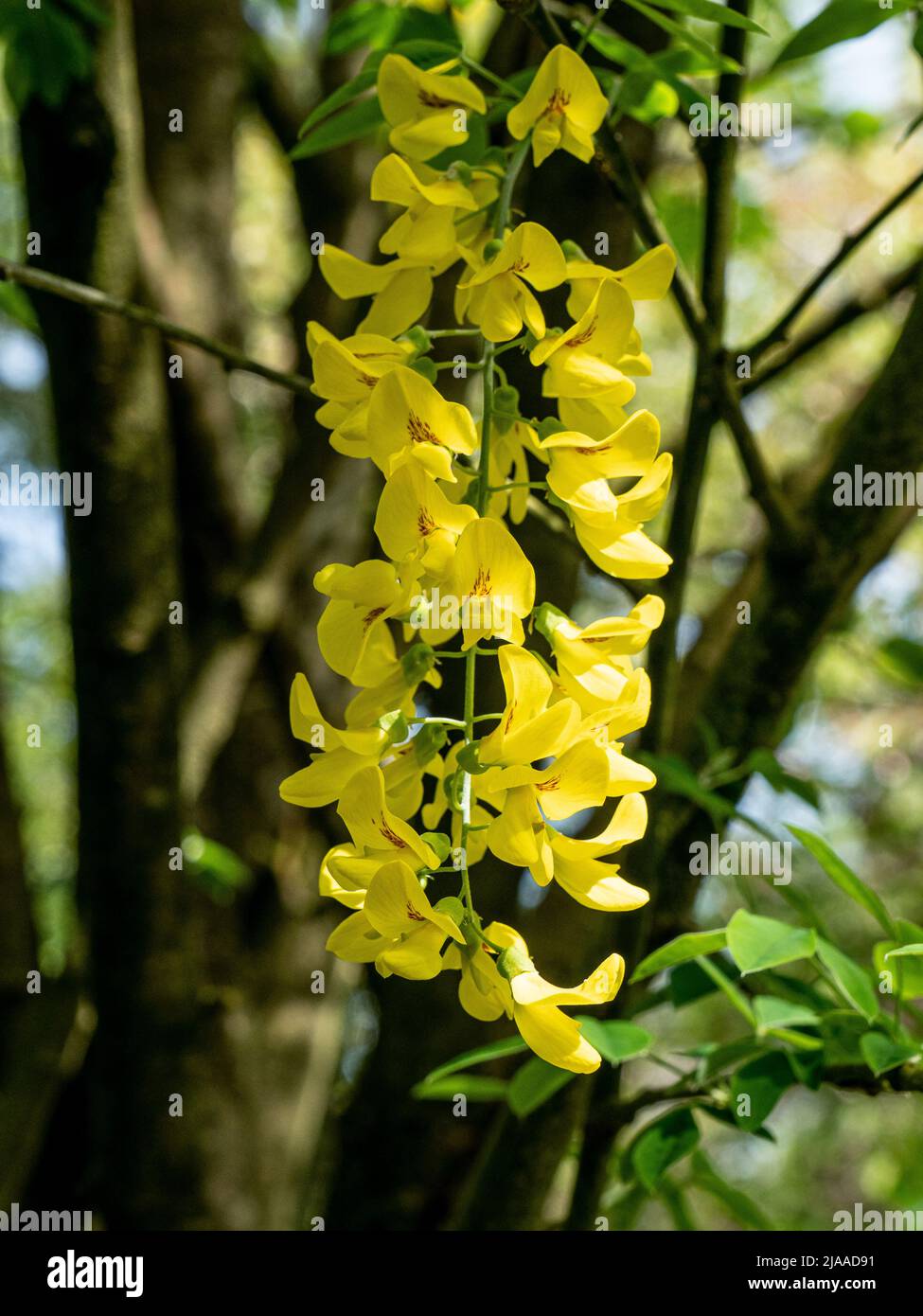 Eine Nahaufnahme der leuchtend gelben hängenden Blumen des beliebten, aber giftigen Laburnum- oder Golden-Regenbaums Stockfoto
